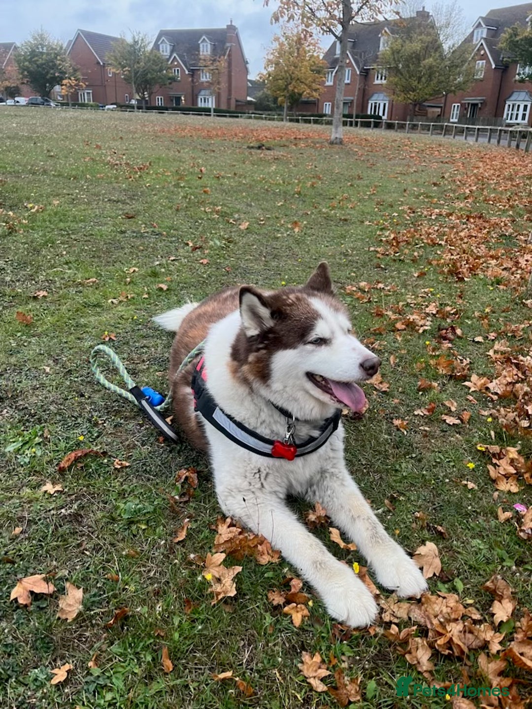 Utonagan dogs for sale: Zya the Alusky - Advert 6