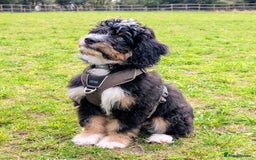 Bernedoodle dogs for sale: Curtabemdoodles Bernedoodles  - Image 9