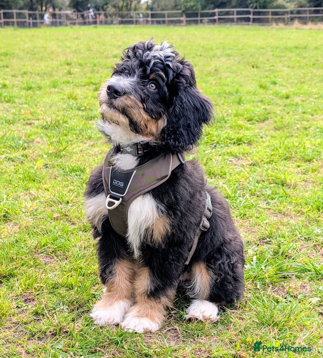 Bernedoodle dogs for sale: Curtabemdoodles Bernedoodles  - Image 9