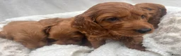 Cavapoo dogs for sale: Cavapoo puppies - Advert 29