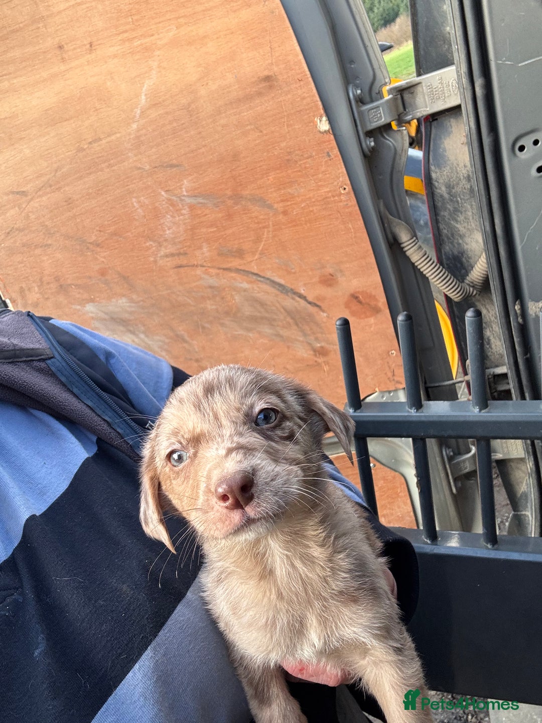 Mixed Breed dogs for sale: 🔥 collie x Labrador pups 🔥 - Advert 12