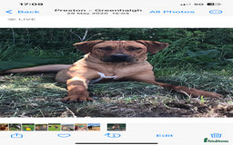 Rhodesian Ridgeback dogs for sale: Exquisite litter Rhodesian Ridgebacks - Image 14