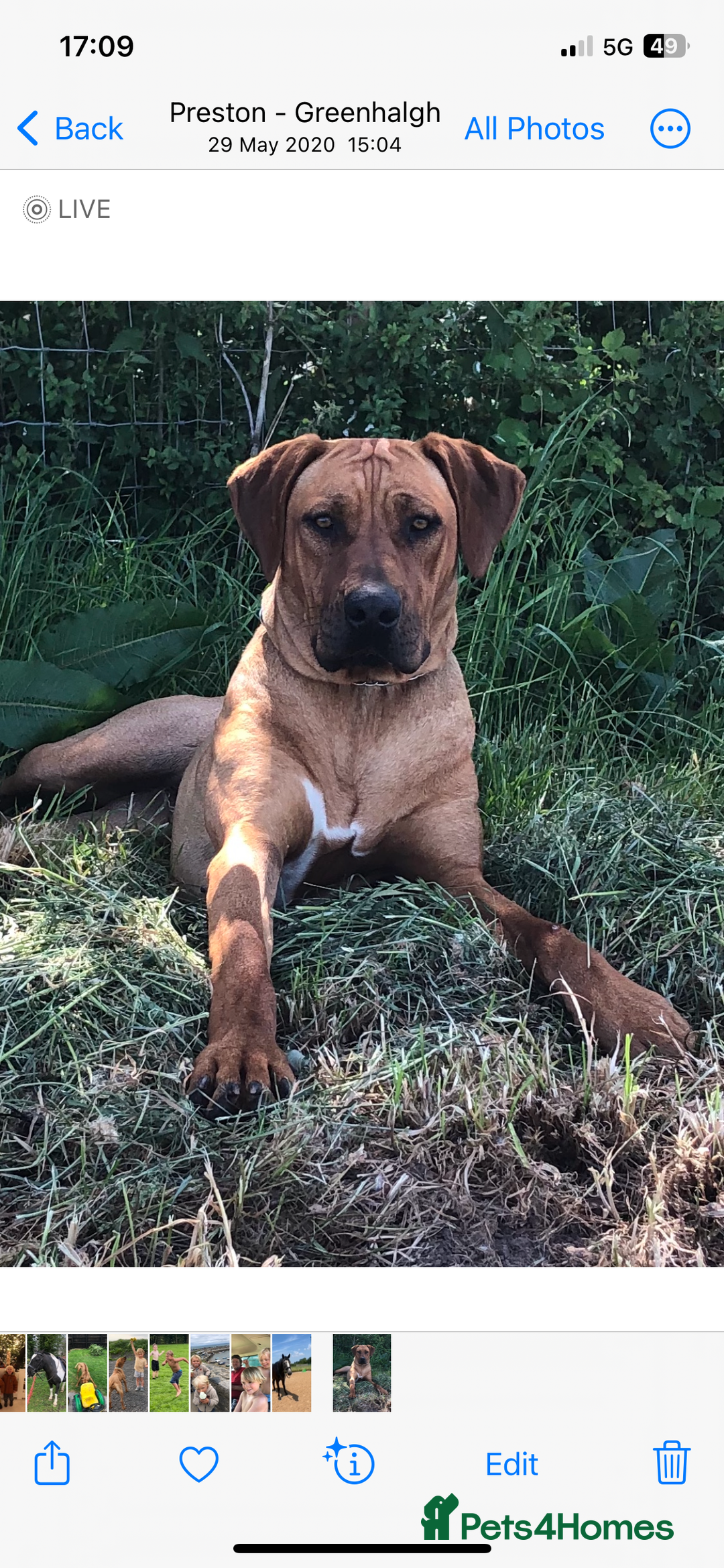 Rhodesian Ridgeback dogs for sale: Exquisite litter Rhodesian Ridgebacks - Image 14