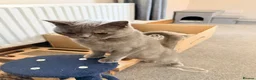 British Shorthair cats for sale: blue and cream bicolour british shorthair in Chard - Advert 5