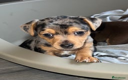 Jack Russell dogs for sale: Miniature Jack Russell  - Image 2