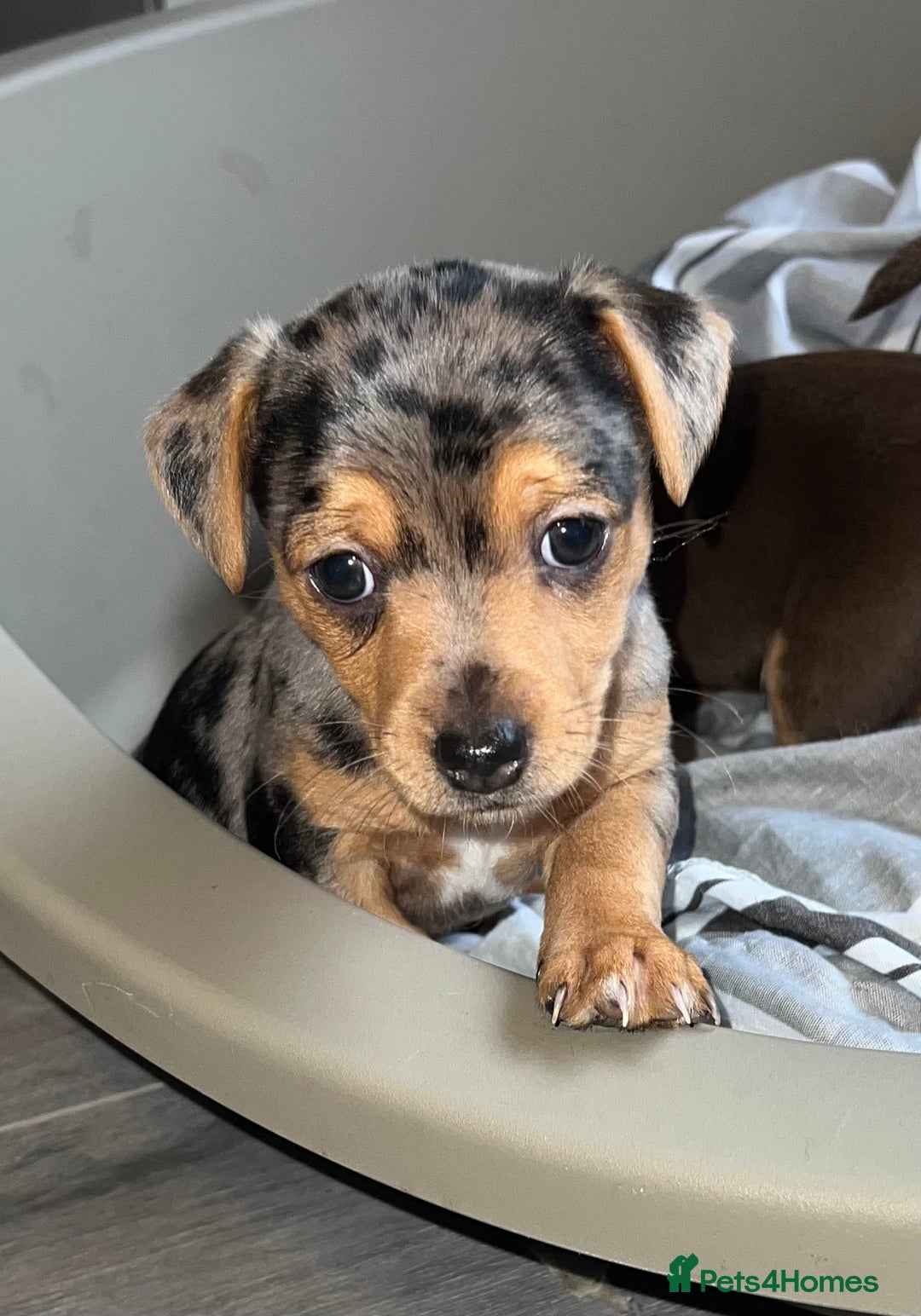 Jack Russell dogs for sale: Miniature Jack Russell  - Image 2