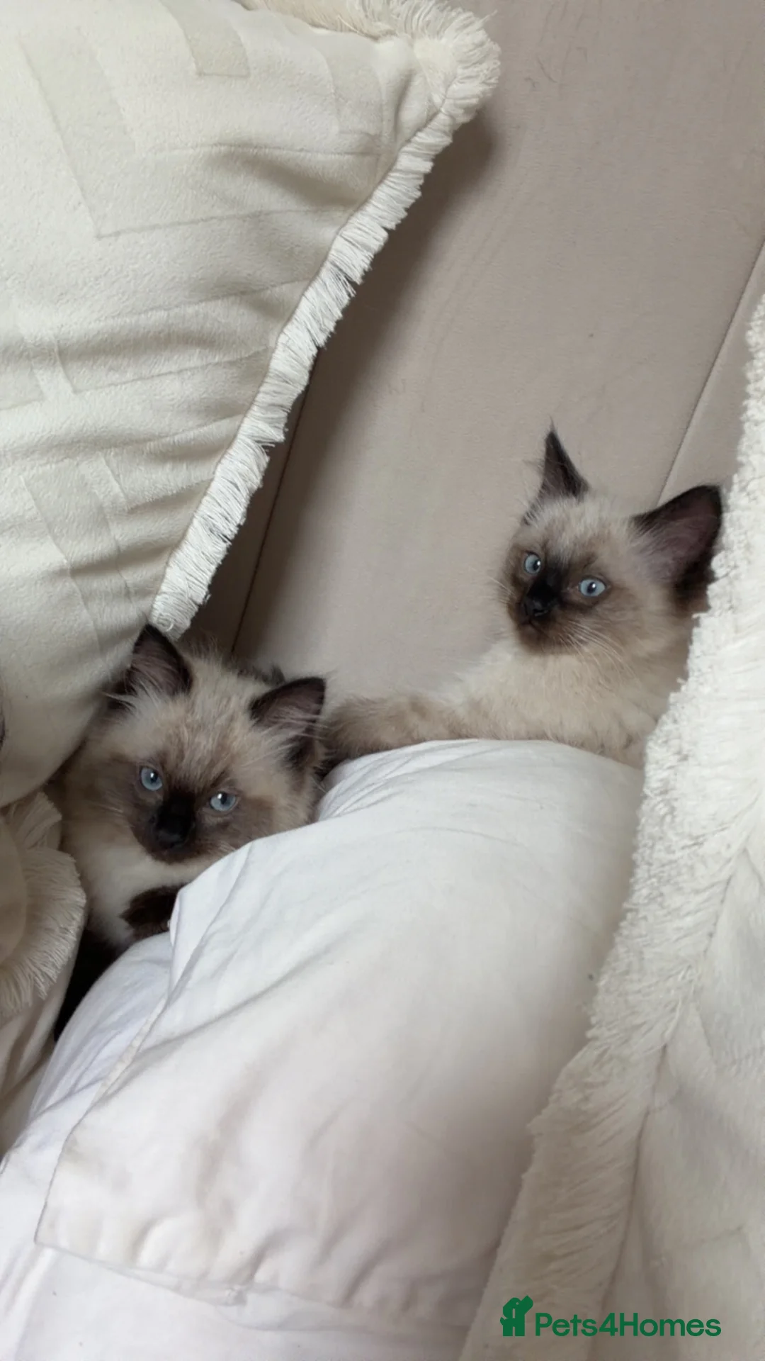 Ragdoll cats for sale: 1 male 1 female ragdoll kitten in Newcastle upon Tyne - Advert 2