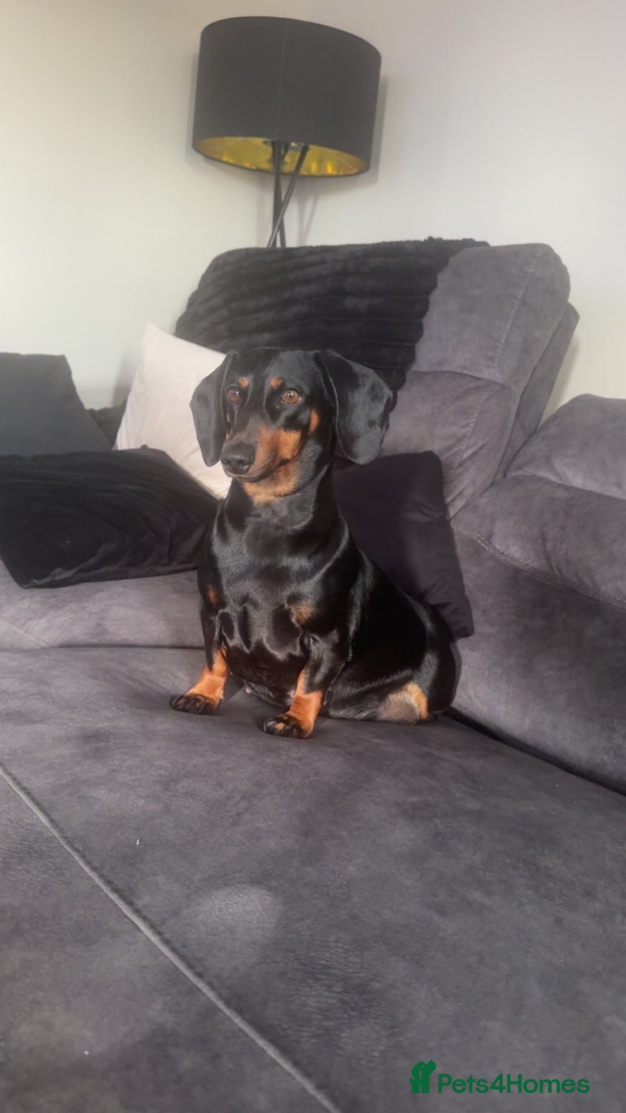 Dachshund dogs Dachshund forsale  - Advert 8