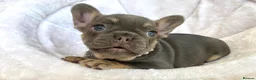 French Bulldog dogs for sale: 2 LEFT!! TOP QUALITY FRENCH BULLDOG PUPPIES - Advert 14