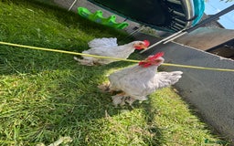 Chickens poultry for sale: Lavender pekin bantams  - Image 6