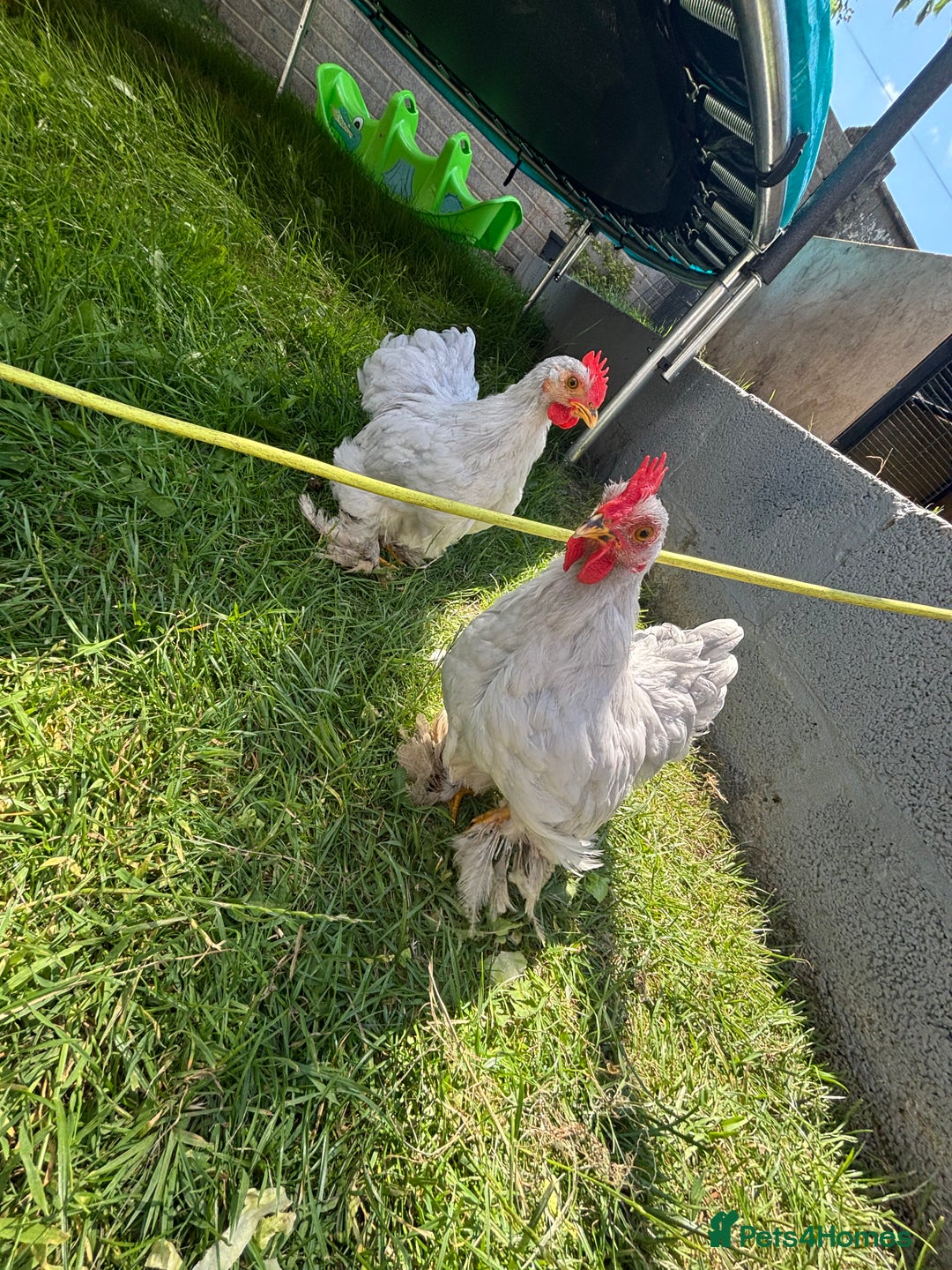 Chickens poultry for sale: Lavender pekin bantams  - Image 6