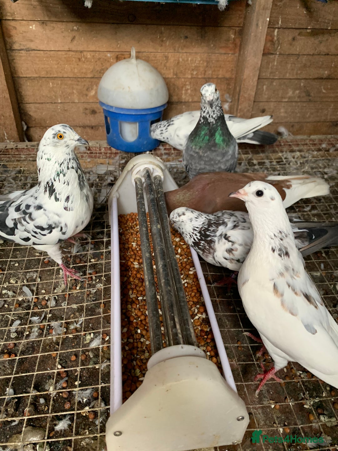 Pigeons birds for sale: Splashed Pigeons - 2025 Birds - Image 3