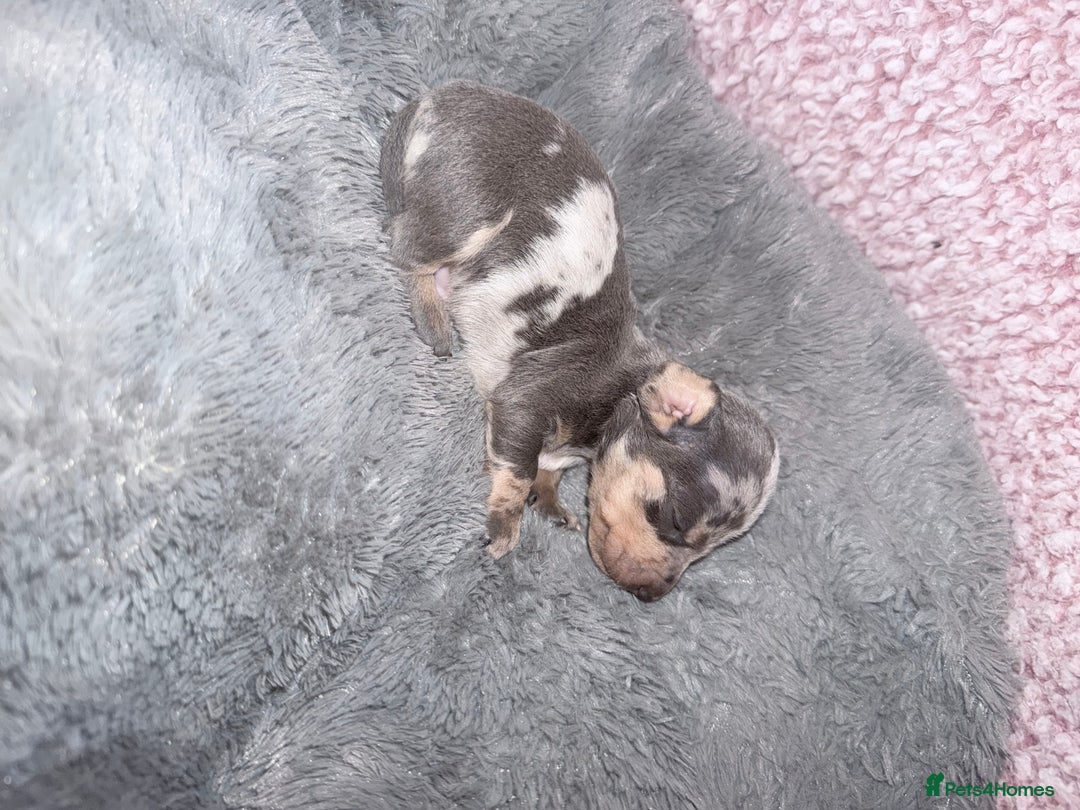 Miniature Dachshund dogs for sale: Stunning kc reg miniature dachshund puppies - Advert 27