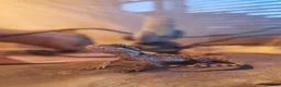 Bearded Dragon reptiles for sale: Baby bearded dragons in Hitchin - Advert 9