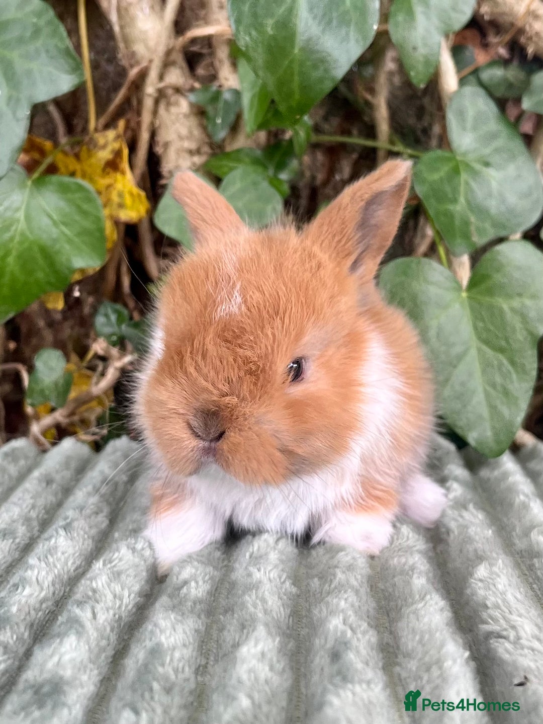 Mini Lop rabbits for sale: Mini Lop Baby Buns 🌸 TWO REMAINING! - Image 3
