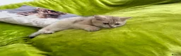 British Longhair cats for sale: Pure Bread British Longhair and Shorthair kittens - Advert 11