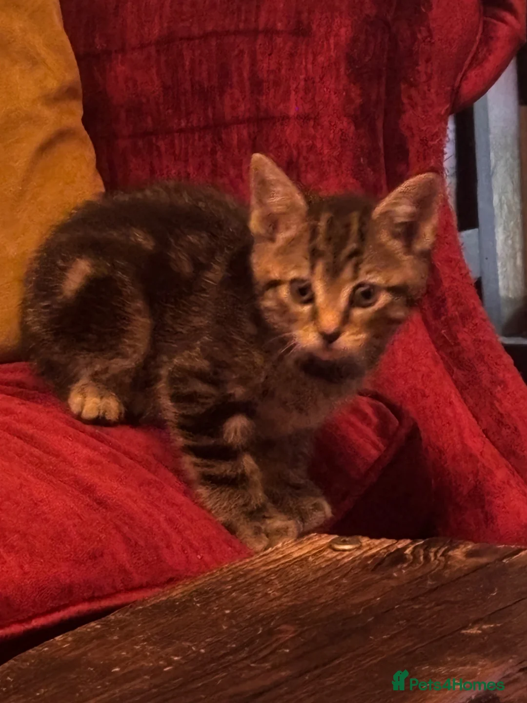 Mixed Breed cats for sale: Mixed breed female kittens ready now - Advert 11