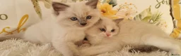 Ragdoll cats for sale: 💕BEAUTIFUL TICA REGISTERED RAGDOLLS KITTENS 💕 - Advert 16