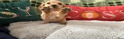 Cockapoo dogs for sale: Cockapoo ready to leave - Advert 17