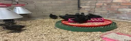 Chickens poultry for sale: Unsexed silkie chicks from 10 days old - Advert 12