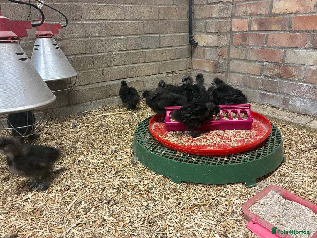 Chickens poultry for sale: Unsexed silkie chicks from 10 days old - Advert 12