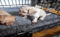 Cavapoo dogs for sale: Gorgeous little Caverpoo babies - Image 15