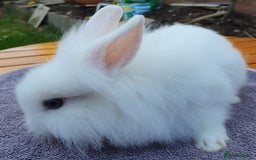 Mini Lop rabbits for sale: Friendly Baby rabbits  Vac RHD2 YURVAC - Image 5