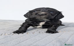 Cocker Spaniel dogs for sale: Cracking Cocker Pups - Image 8