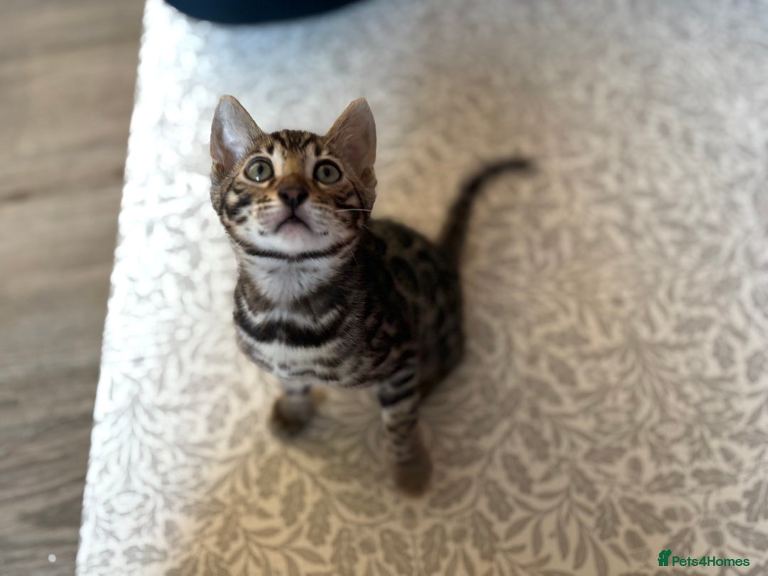 Bengal cats for sale: Pedigree TICA Bengal Brown Rosetted Male Kitten - Image 8