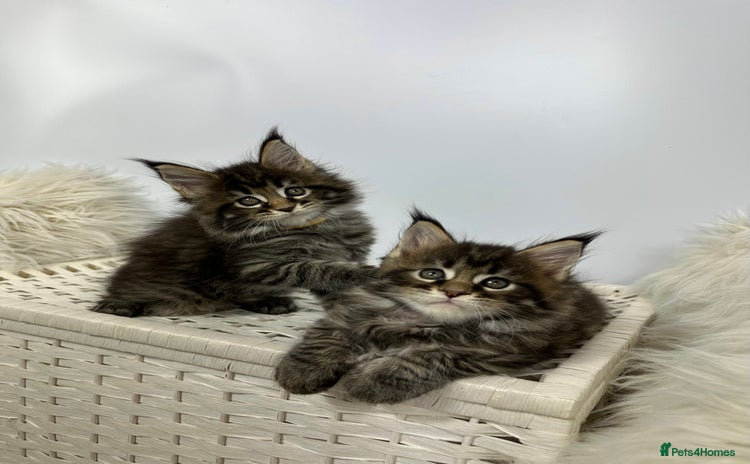 Maine Coon cats - Advert 9