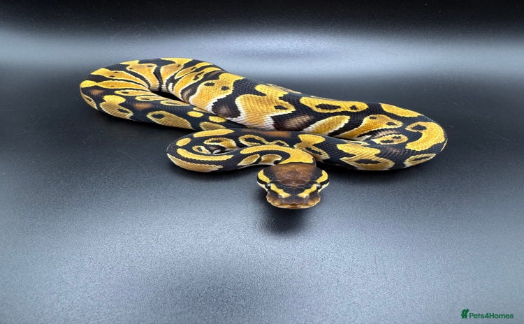 Python Snake reptiles - Advert 4