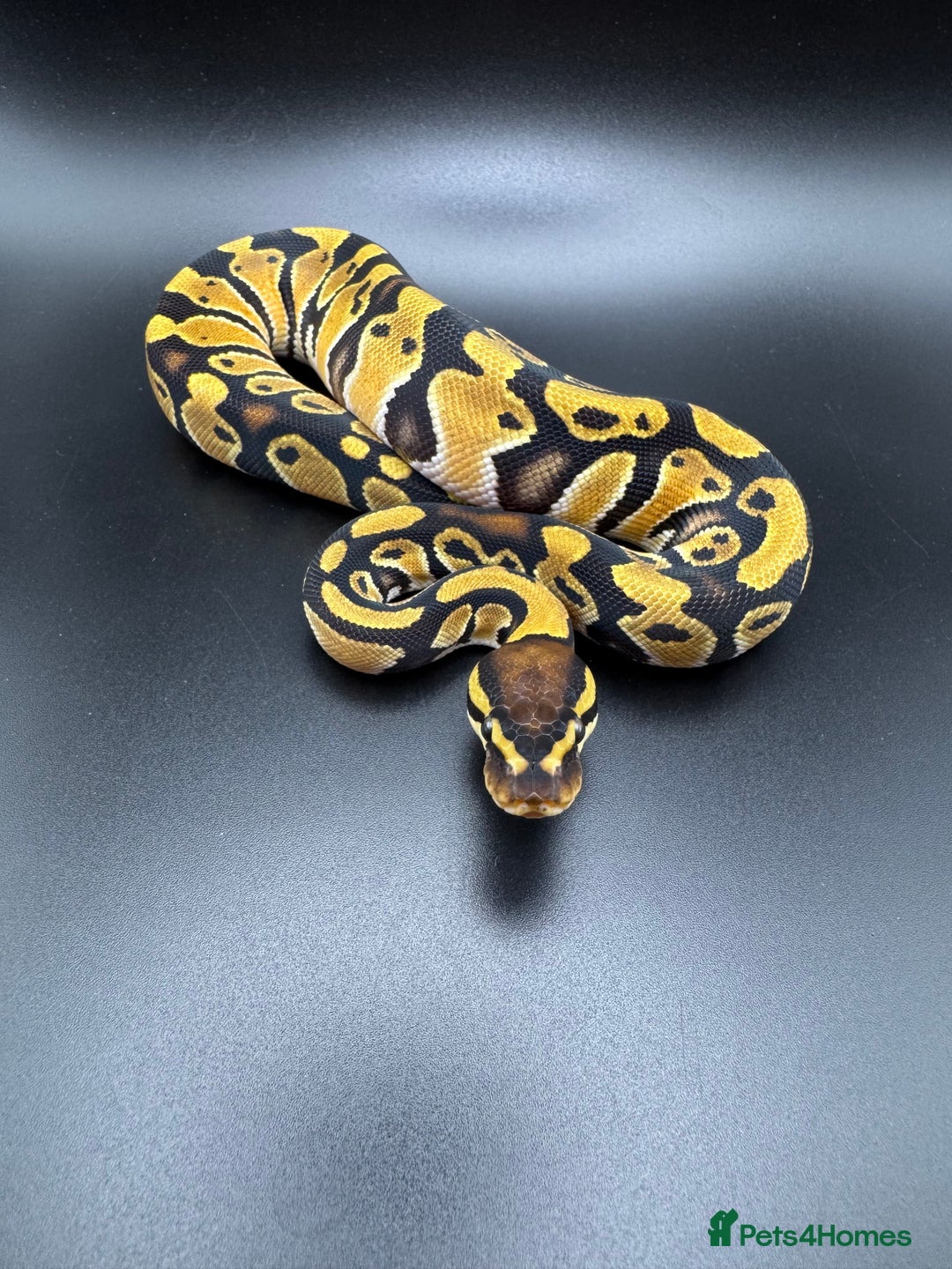 Python Snake reptiles for sale: Female Orange Dream Het Clown Ball Python - Image 1