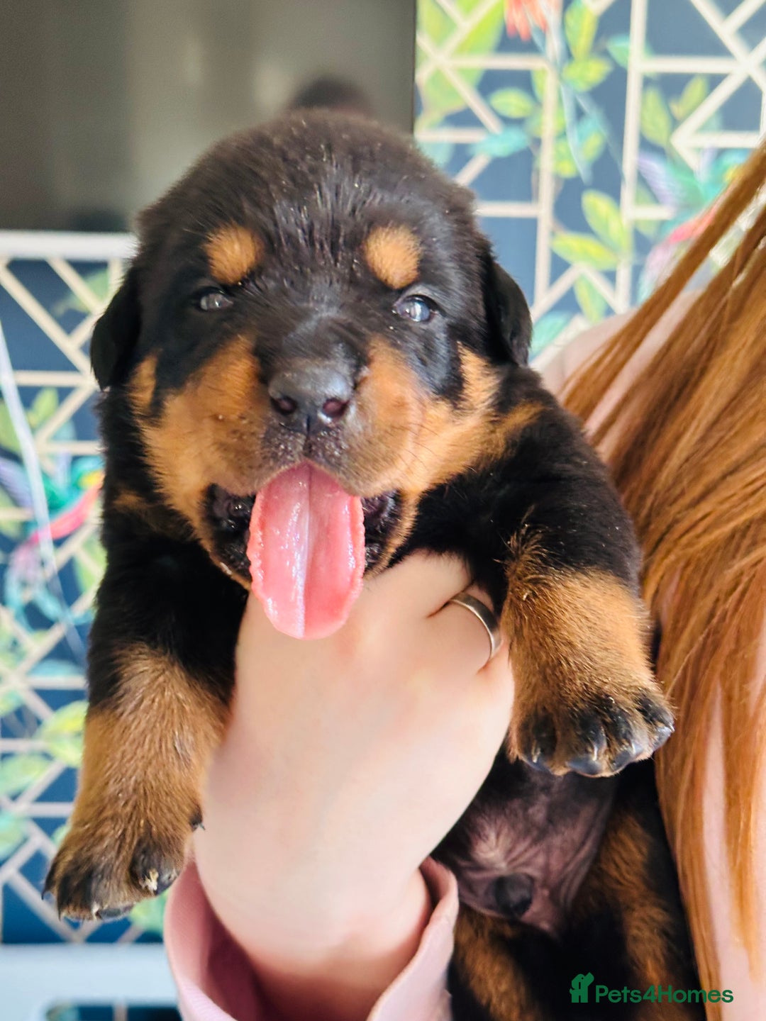 Dog Puppy German Rottweilers Near Me German Rottweiler Puppies