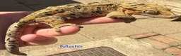 Gecko reptiles for sale: Stunning geckos  - Advert 1
