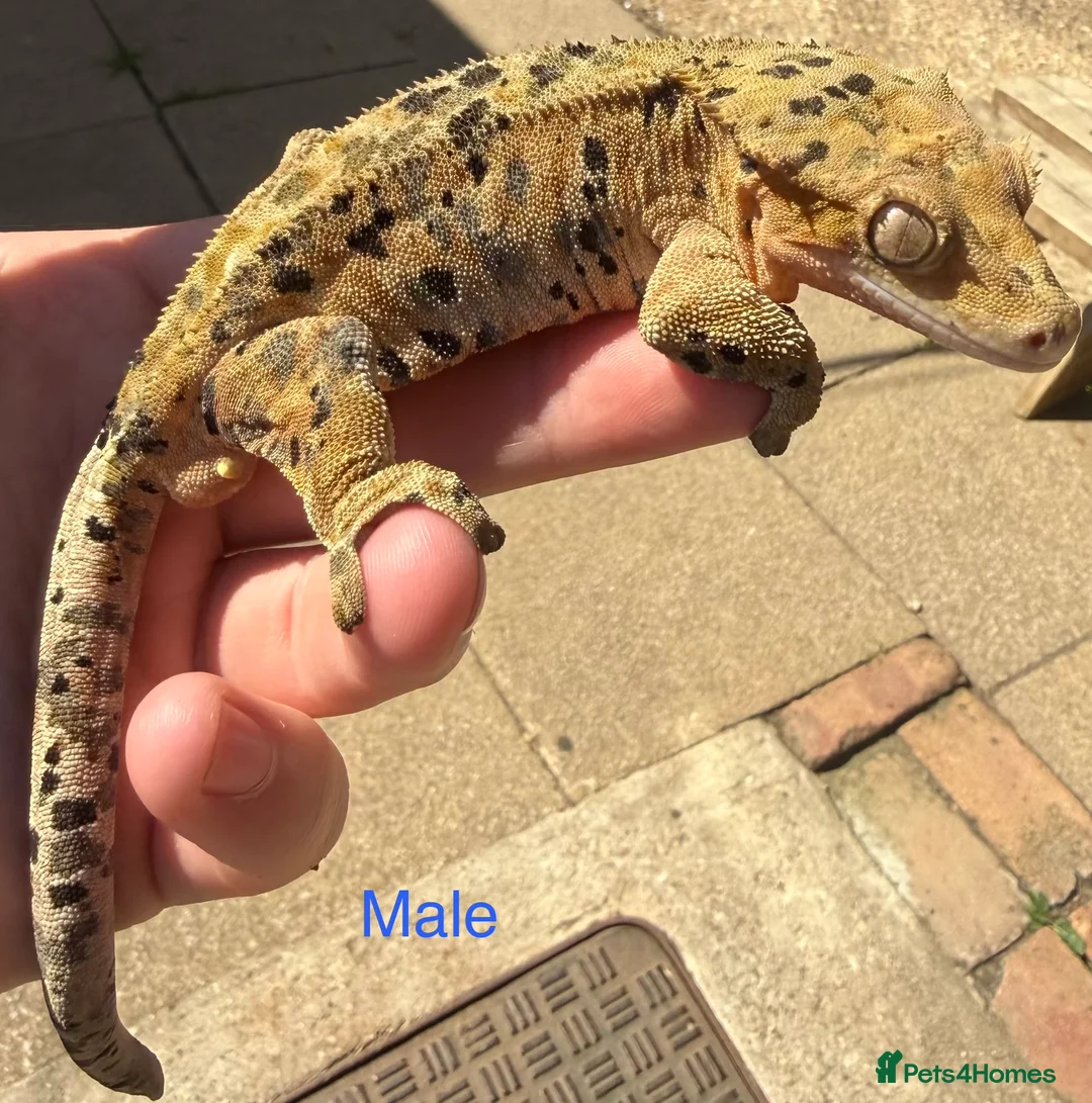 Gecko reptiles for sale: Stunning geckos  - Advert 1