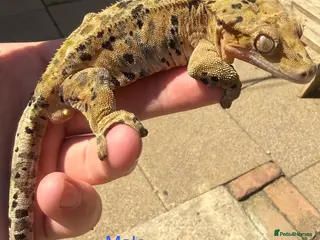 Gecko reptiles Stunning geckos - Advert 1