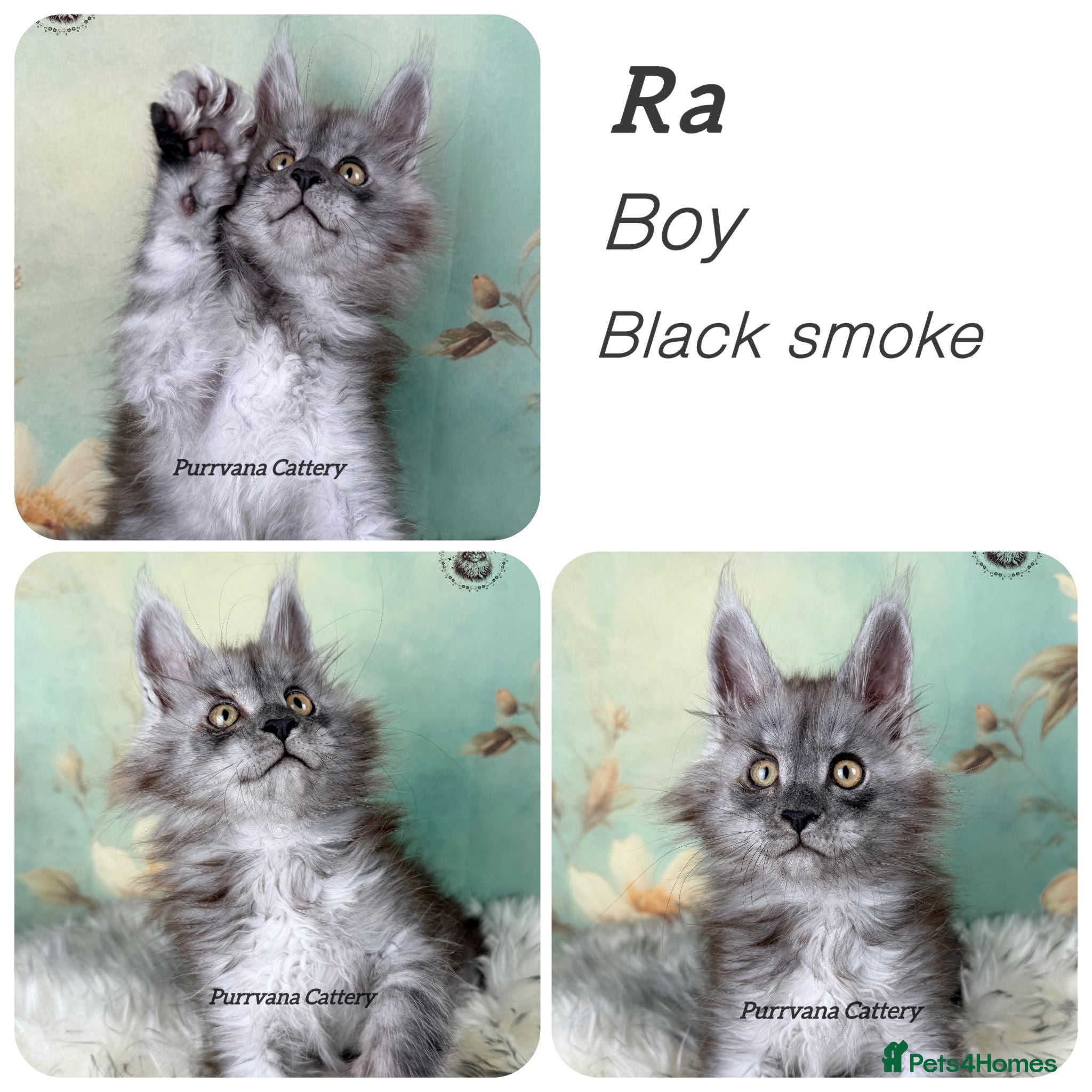 Maine Coon cats TICA registered adorable Maine coon kittens - Advert 2
