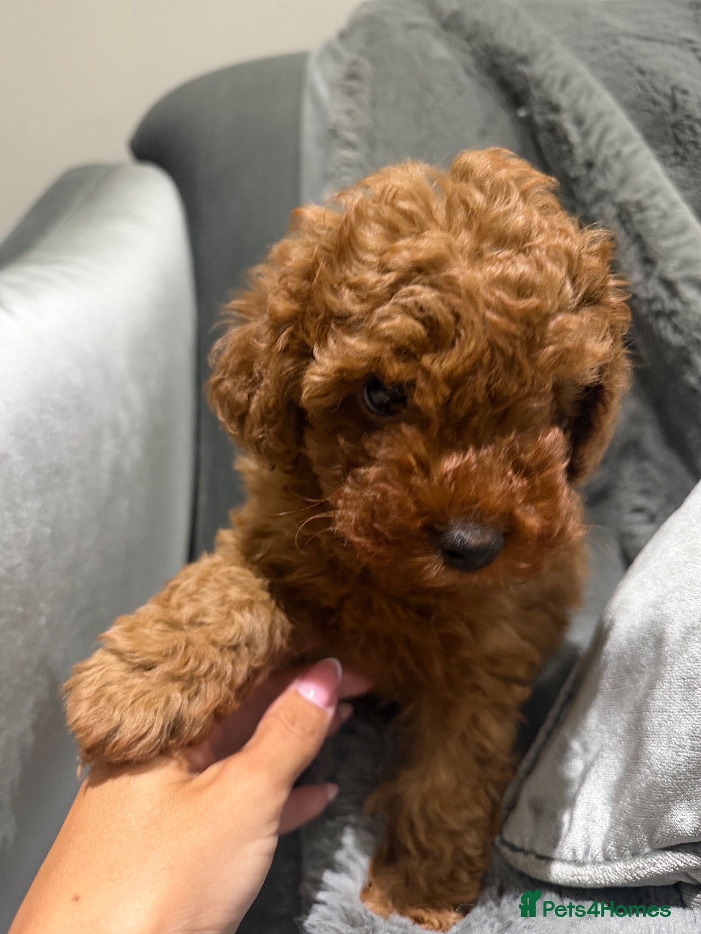 Toy Poodle dogs Red Toy Poodle Boys  - Advert 11
