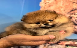 Pomeranian dogs for sale: Adorable Purebred Pomeranian Puppies – Male - Image 2