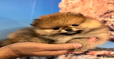 Pomeranian dogs - Advert 7