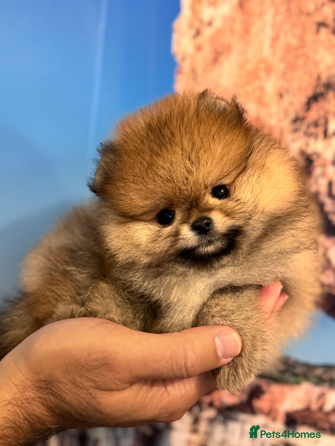 Pomeranian dogs for sale: Adorable Purebred Pomeranian Puppies – Male - Image 2