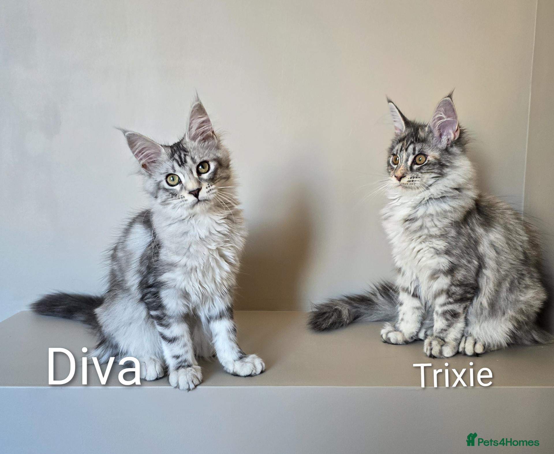 Maine Coon cats GCCF Registered Maine Coon Kittens Peterborough - Advert 7