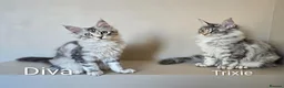 Maine Coon cats for sale: GCCF Registered Maine Coon Kittens Peterborough - Advert 1