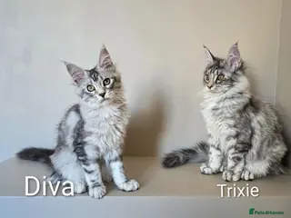 Maine Coon cats GCCF Registered Maine Coon Kittens Peterborough - Advert 7