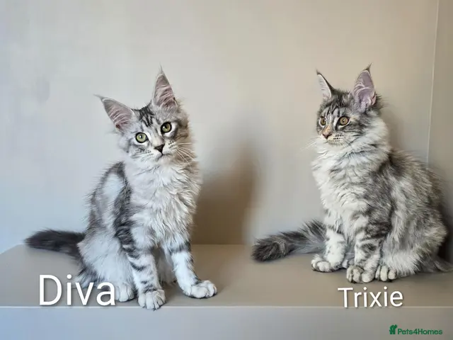 Maine Coon cats GCCF Registered Maine Coon Kittens Peterborough - Advert 17