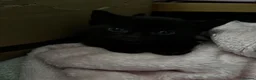 Mixed Breed cats for sale: 3 beautiful kittens looking for loving homes - Advert 11