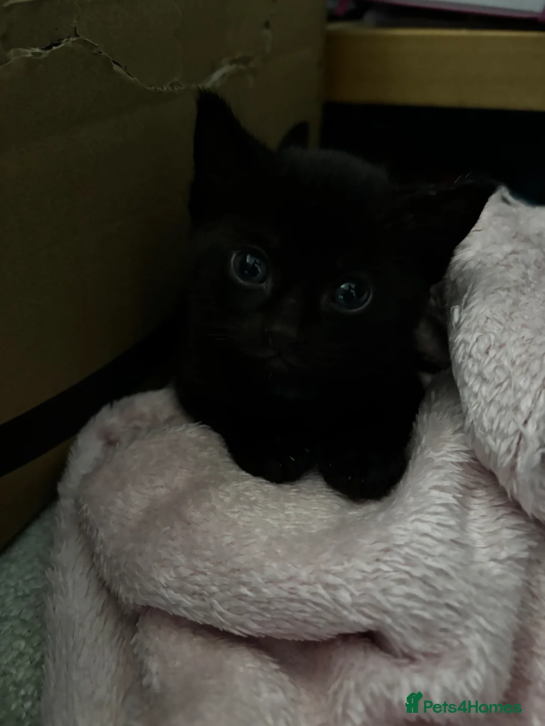 Mixed Breed cats for sale: 3 beautiful kittens looking for loving homes - Advert 11