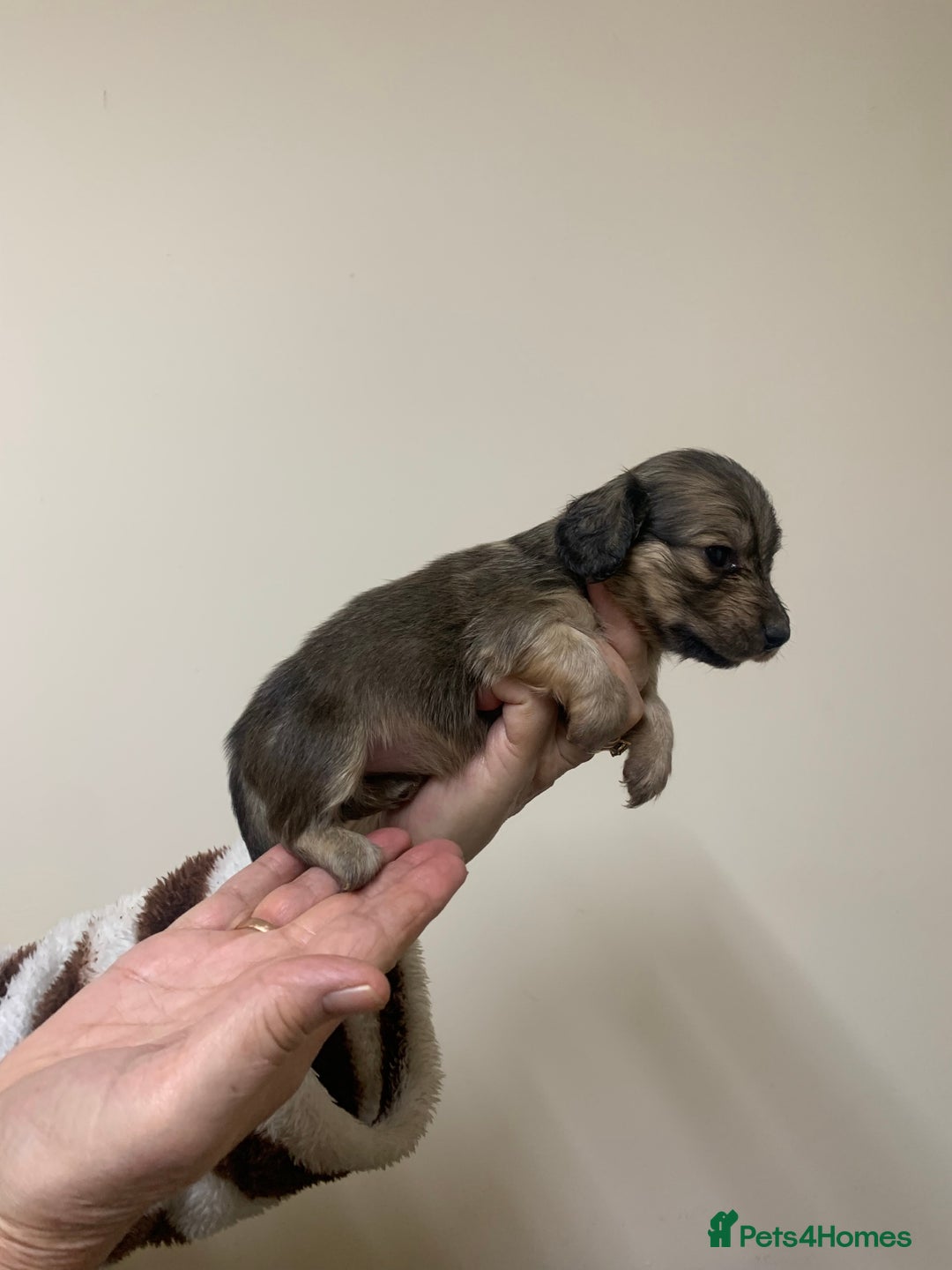 Miniature Dachshund dogs for sale: KC reg mini Longhaired Dachshunds - Advert 13