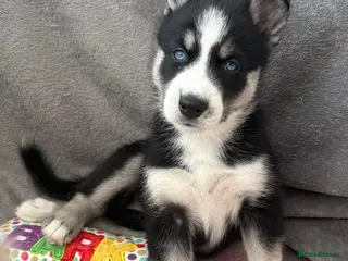 Siberian Husky dogs Gorgeous Siberian husky puppies - Advert 7