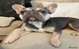 French Bulldog dogs for sale: 3 French bulldog puppies  - Image 14